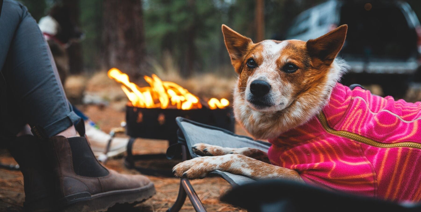 A dog relaxes on their Ruffwear bed by the campfire.