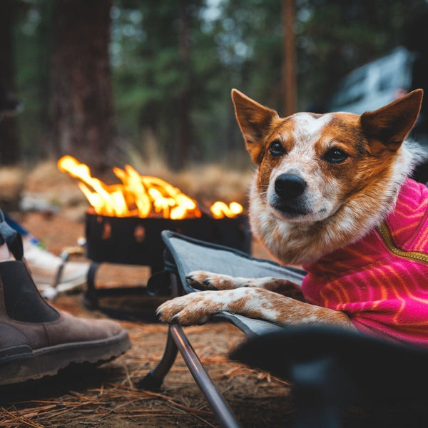 A dog relaxes on their Ruffwear bed by the campfire.
