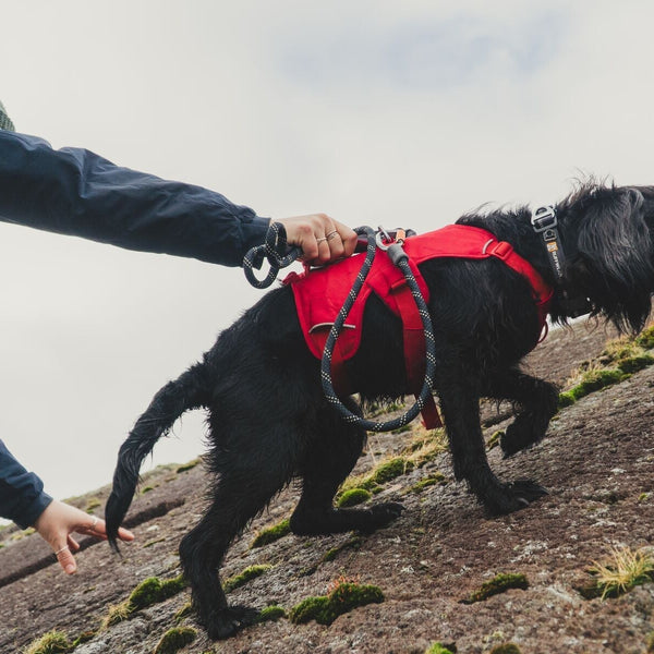 A dog scrambles up a rock in a bright red Ruffwear harness.