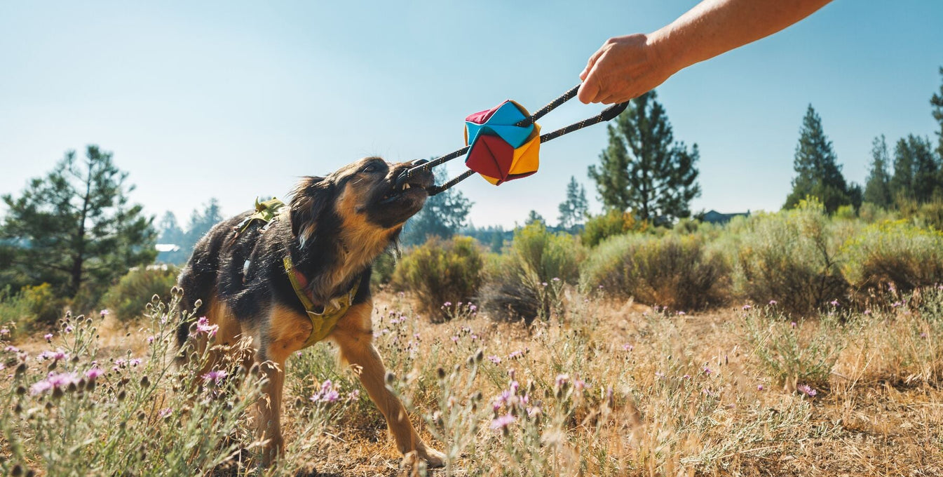 Lennons plays with a tug toy
