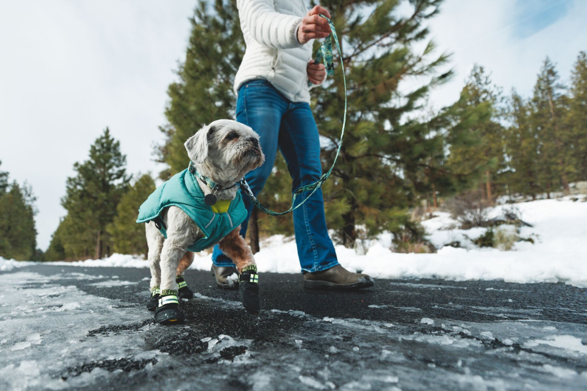 Dog on a winter walk wearing a jacket and boots.